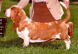 Photo of Burlywood Banneret