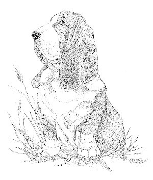 Drawing of Ch. Burlywood
Brigadier