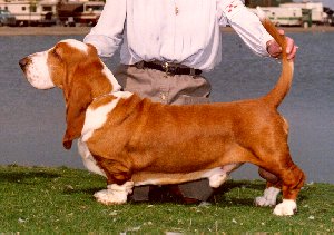 Photo of Ch. Burlywood Brigadier