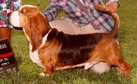 Photo of Ch. Burlywood Top Gun