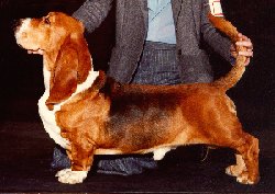 Photo of Fred in a show pose