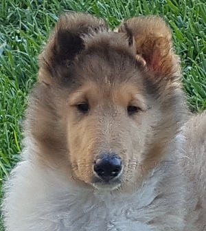 Photo of Burlywood Dreamboat Annie