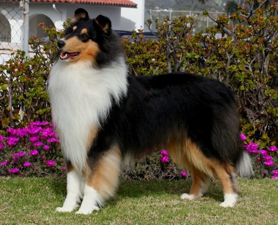 New Ch. Bravo's Breaking Hearts