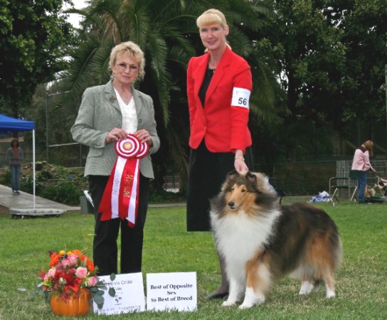 Ch. Burlywood Breakaway at Calif. Collie Clan