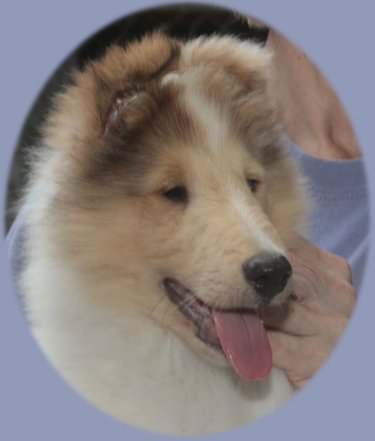 Puppy photo of GCh Overland Ultralight