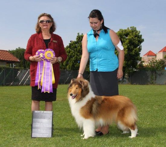 Ch Bravos Burlywood Bravada - Best of Breed