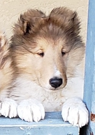 Photo of Burlywood Belvedere