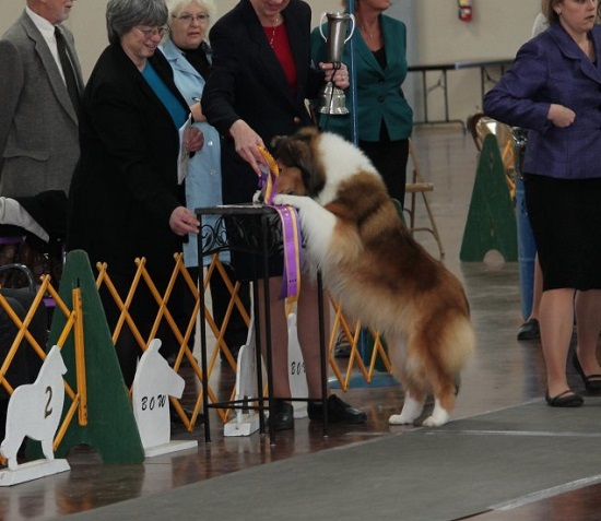 Ch Burlywood Bright and Early - Best of Breed