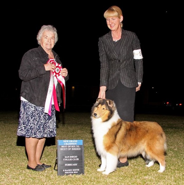 GCh Burlywood Bright and Early - New Grand Championship