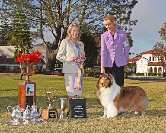 GCh Burlywood Backgammon - Best of Breed