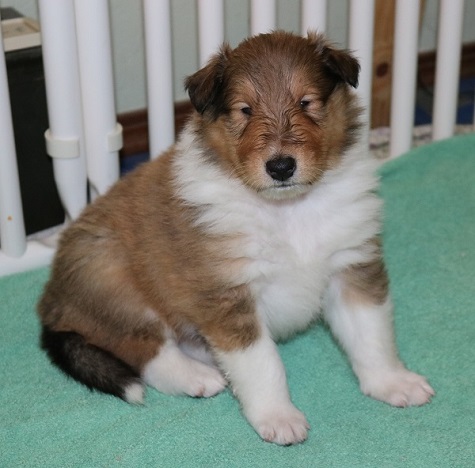 Puppy at 4 weeks