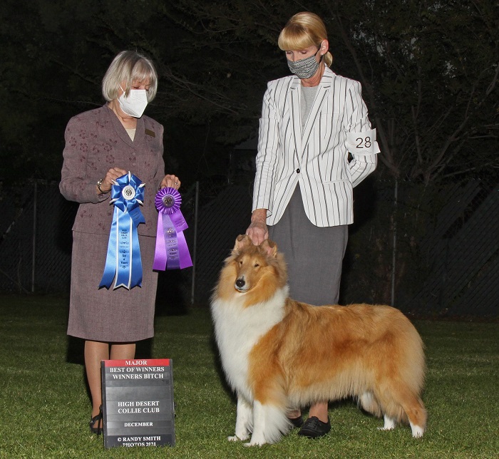 Ch. Burlywood Bridge of Sighs at HDCC 2021