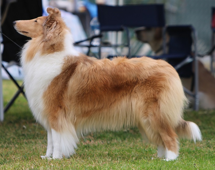 Ringside photo of Ch. Burlywood Bridge of Sighs
