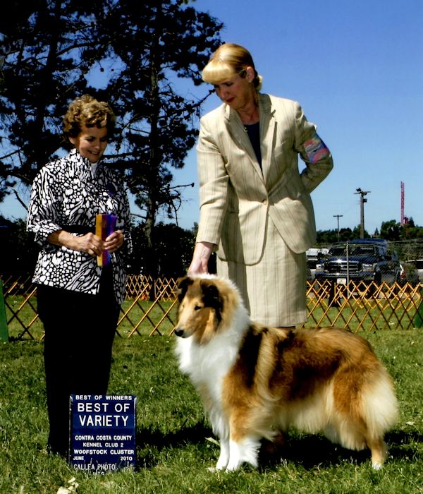 Ch. Burlywood Breakaway at CCCKC