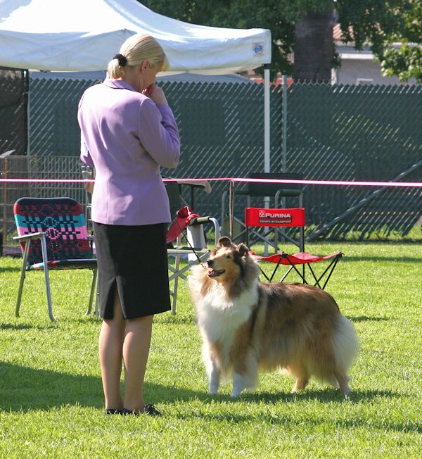 Ch. Burlywood Bounce Back - ringside candid