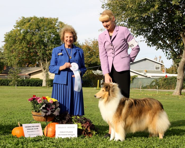 Ch. Burlywood Bounce Back at Sierra Nevada Collie Club