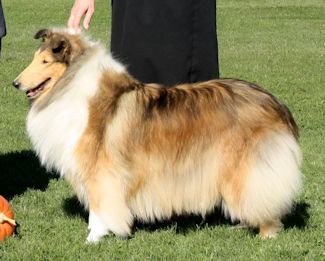 Photo of GCh. Burlywood Bounce Back