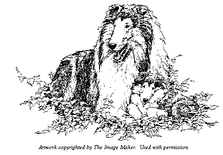 Drawing of Adult Collie with Pup