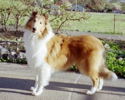 Ch. Galatean Game Time as a young puppy