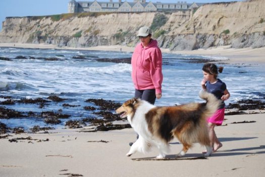 Ch. Galatean Game Time in retirement