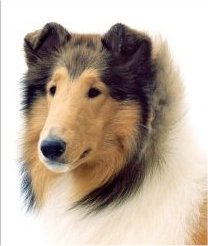 Burlywood Bells & Whistles