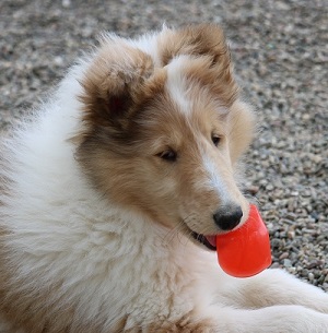 Photo of Burlywood Blonde Breaks Rules