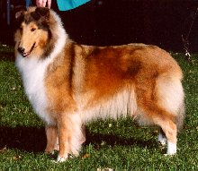 Photo of Fury Freespirit of
Burlywood, HIC