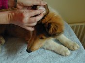 Cleaning the puppy's ears