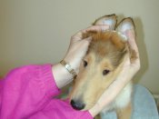 The ear brace in place
