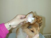 Taping the ear tip over