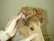 Right ear taped