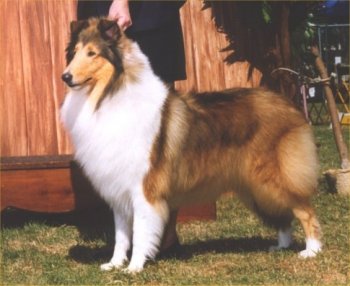 Photo of Burlywood Bejeweled