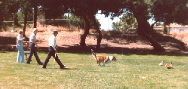 Bonnie herding ducks