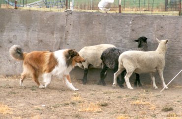 Gates herding sheep