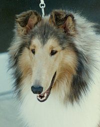 Burlywood Skies Ablaze