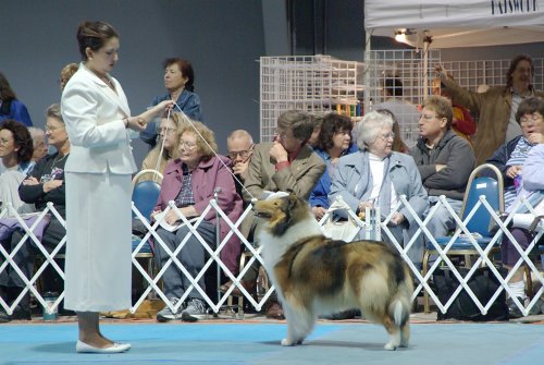 Ch. Burlywood Brand New Day at the CCA National CC