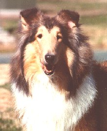 Photo of Arrowhill Blaven Skye