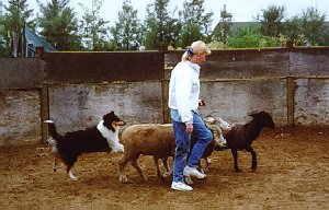 Liza herding sheep