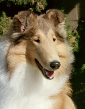 Photo of Burlywood Bright & Early