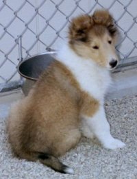 Burlywood Bright & Early