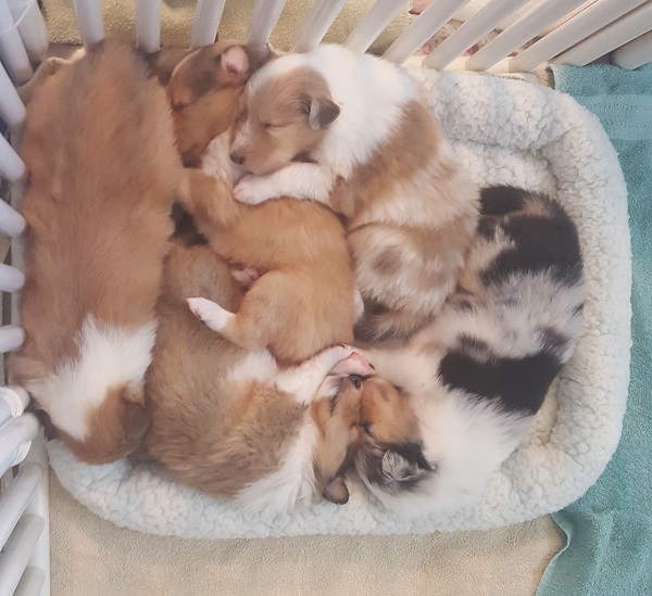 Sleeping - 3 weeks old.