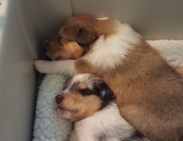 Seal and River at 3 weeks old.