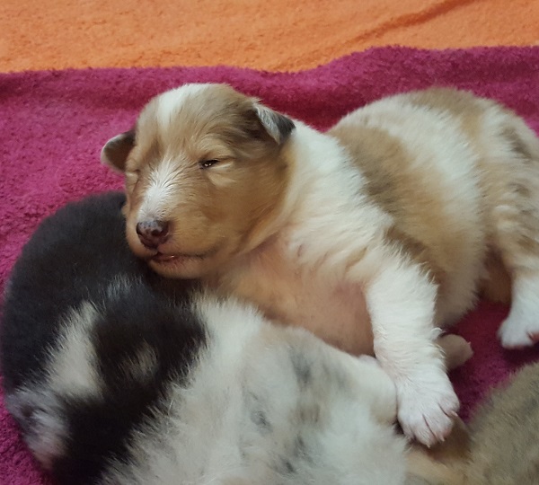 Checkers at 2.5 weeks old.