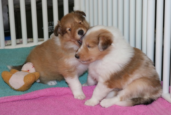 Puppies at 4.5 weeks