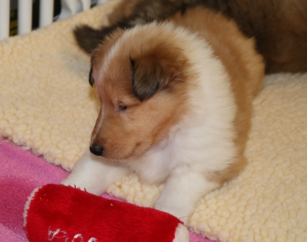 Puppy at 5 weeks