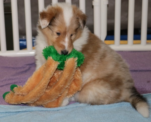 Puppy at 5 weeks