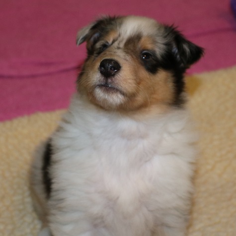 Puppy at 5 weeks