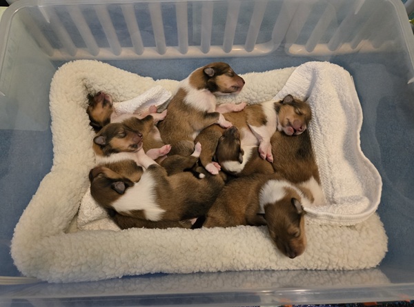 1 day old