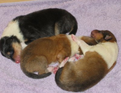 Three newborn puppies
