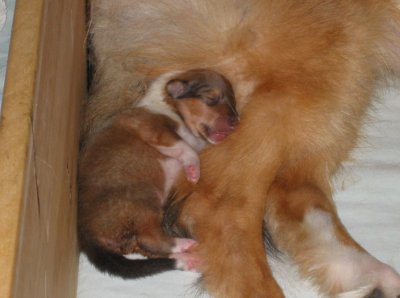 Sable boy puppy